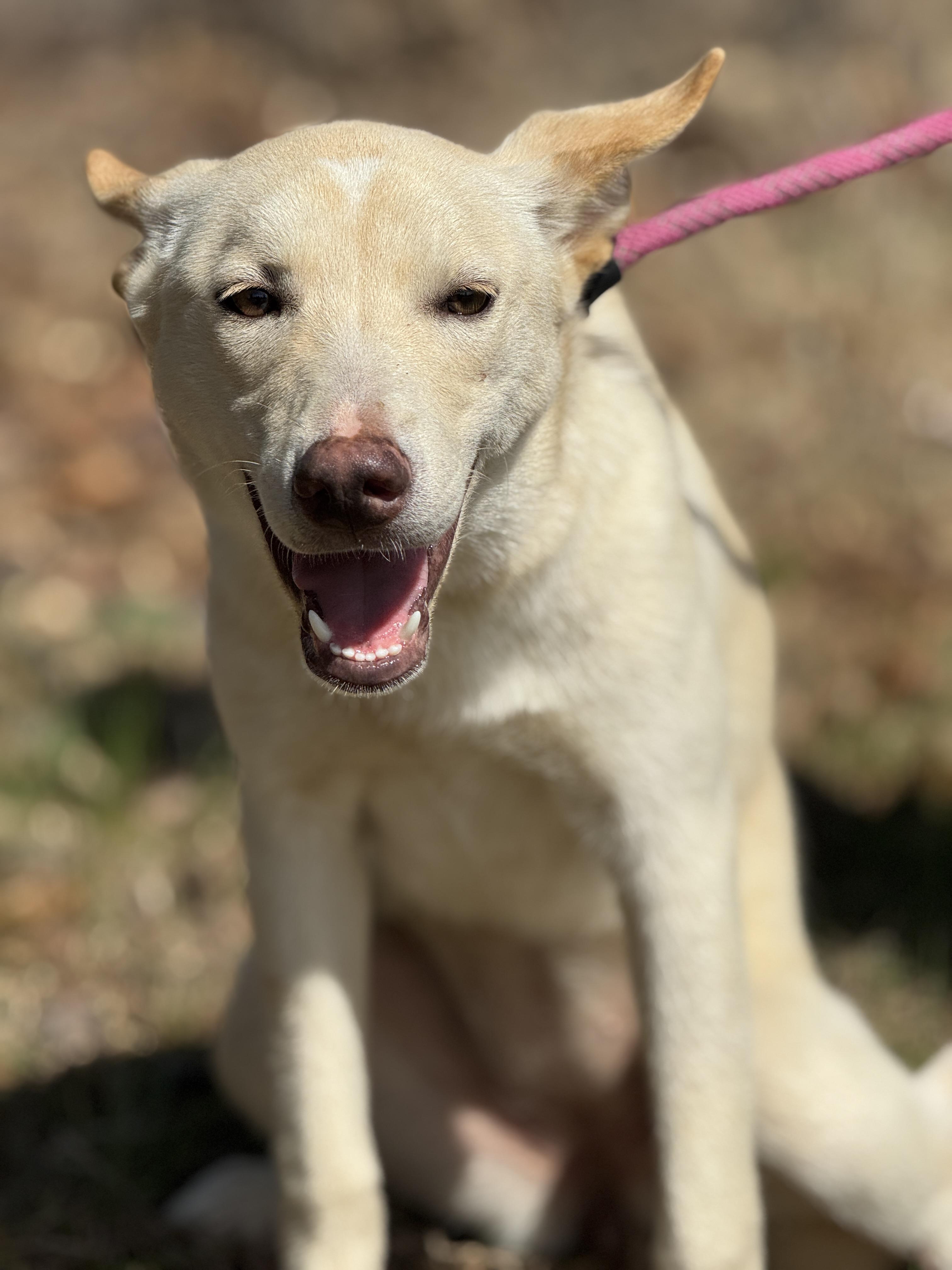 Enlarge Swish, a ADOPTABLE mixed breed in Richmond, VA image 6/6