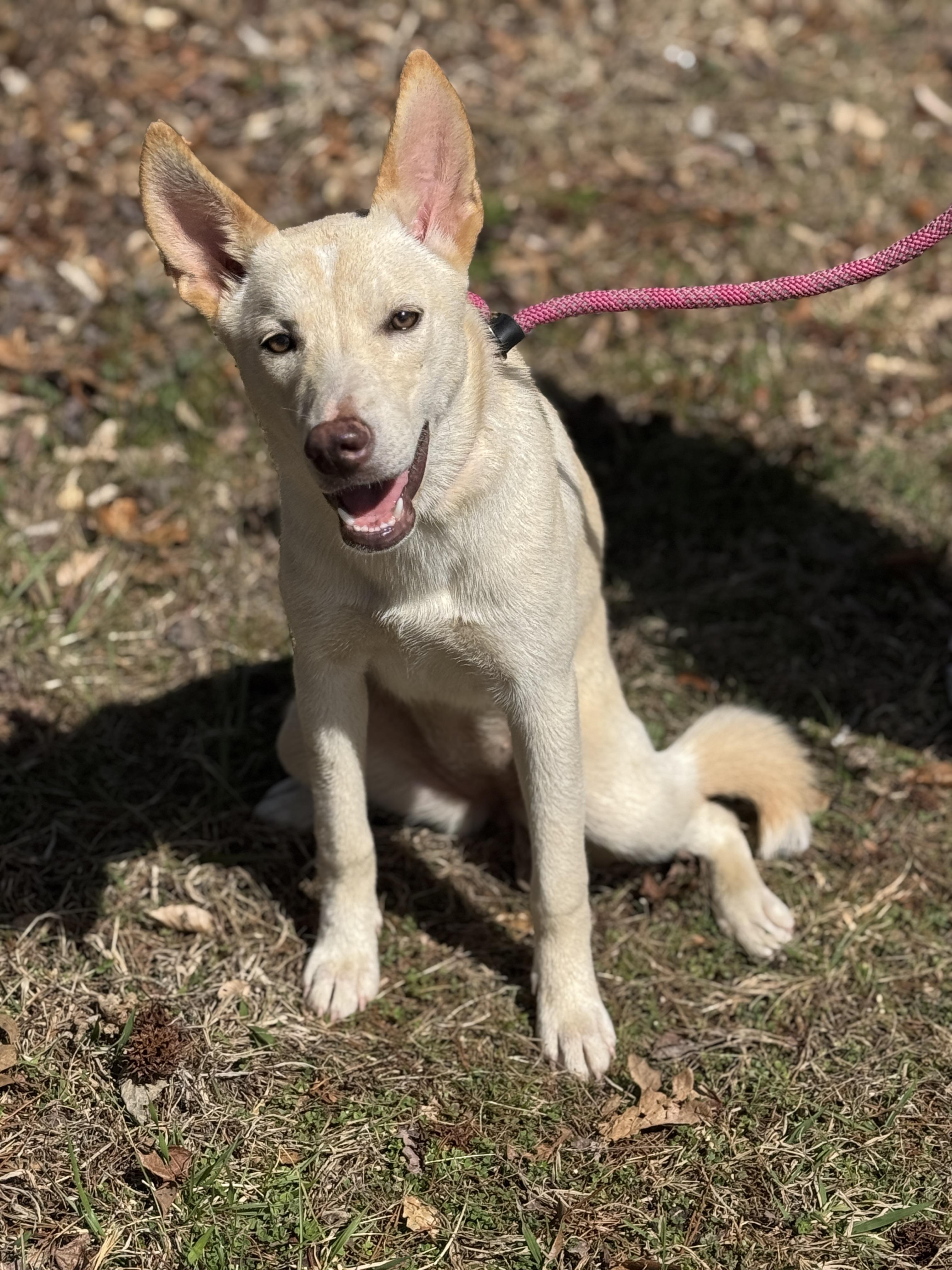 Enlarge Swish, a ADOPTABLE mixed breed in Richmond, VA image 2/6