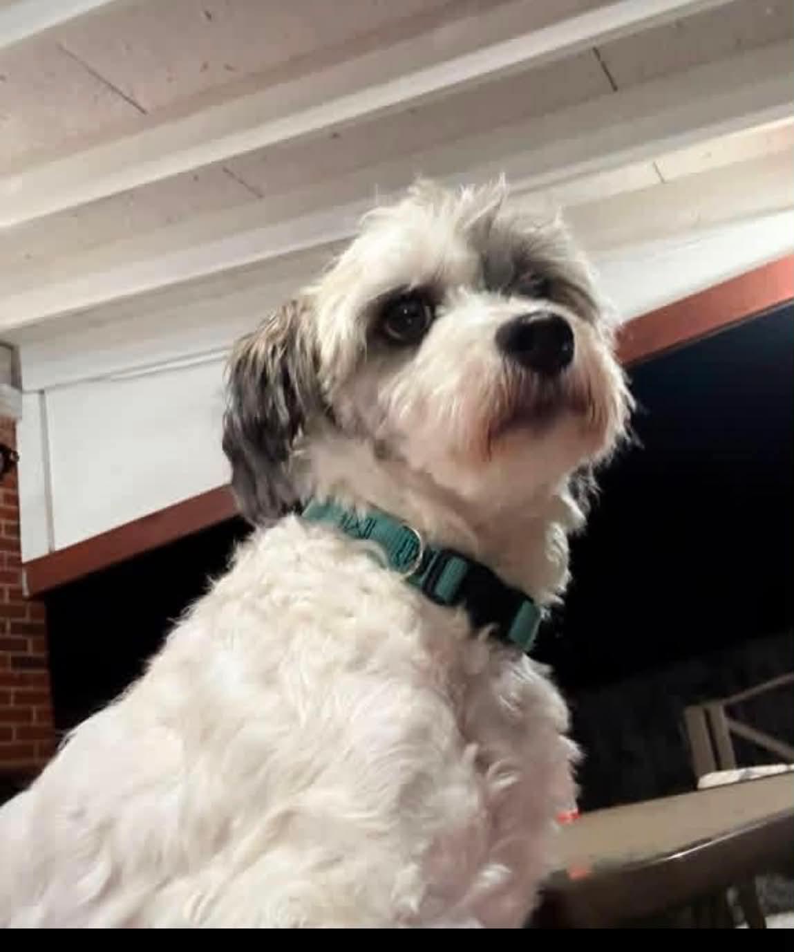 Flip, Adoptable, Adult Male Shih Tzu.
