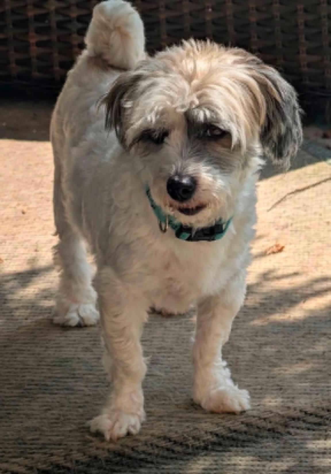 Enlarge Flip, a Adoptable Shih Tzu in Germantown, OH image 2/3