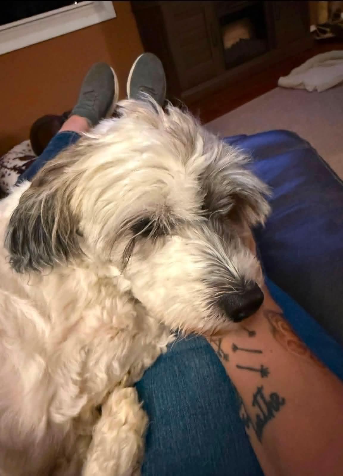 Enlarge Flip, a Adoptable Shih Tzu in Germantown, OH image 3/3