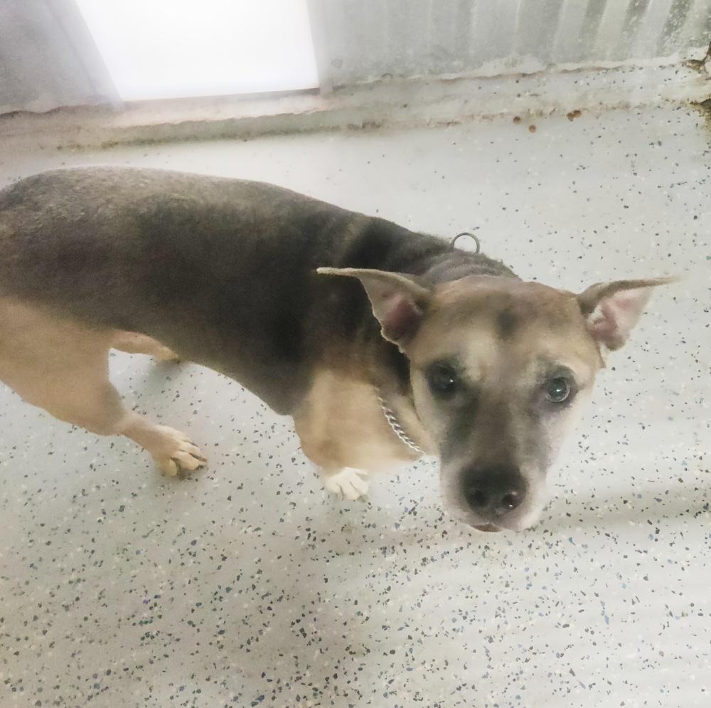 Banjo, a Adoptable mixed breed in San Antonio, TX image 1/6