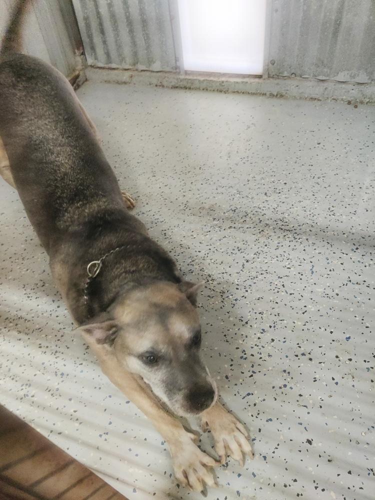 Banjo, Adoptable, Senior Male American Bulldog.