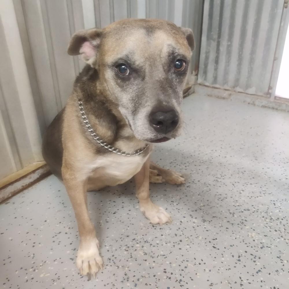 Banjo, a Adoptable mixed breed in San Antonio, TX image 3/6