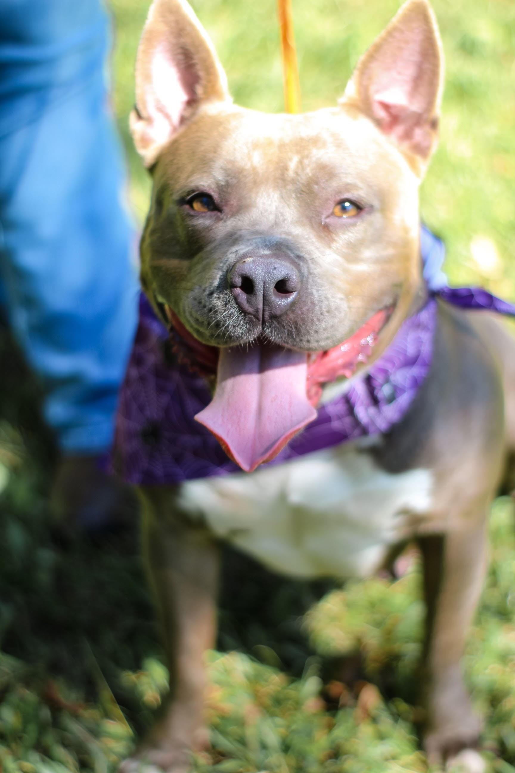 Enlarge Gemma, a Adoptable mixed breed in Newborn, GA image 4/6