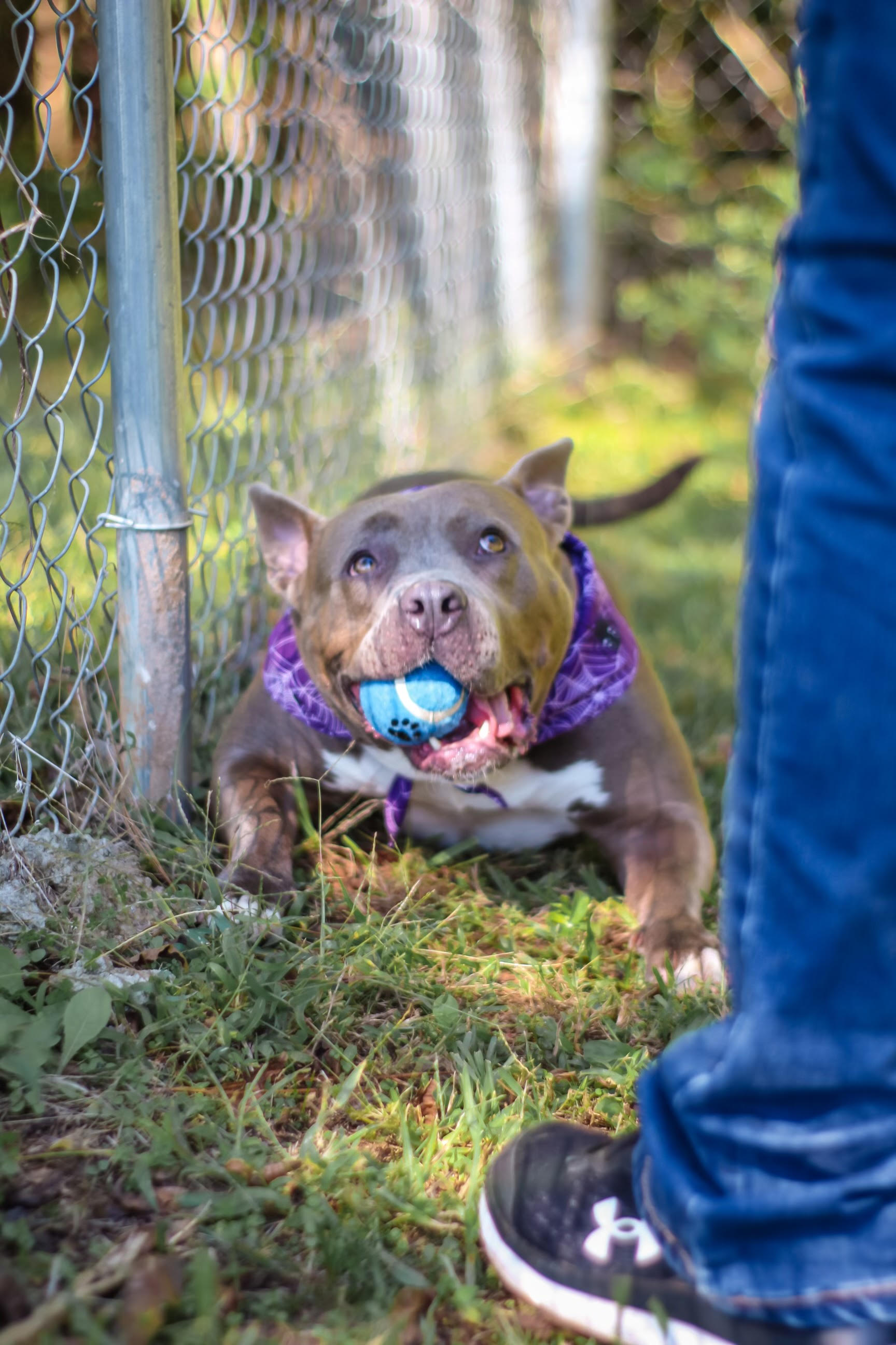 Enlarge Gemma, a Adoptable mixed breed in Newborn, GA image 5/6