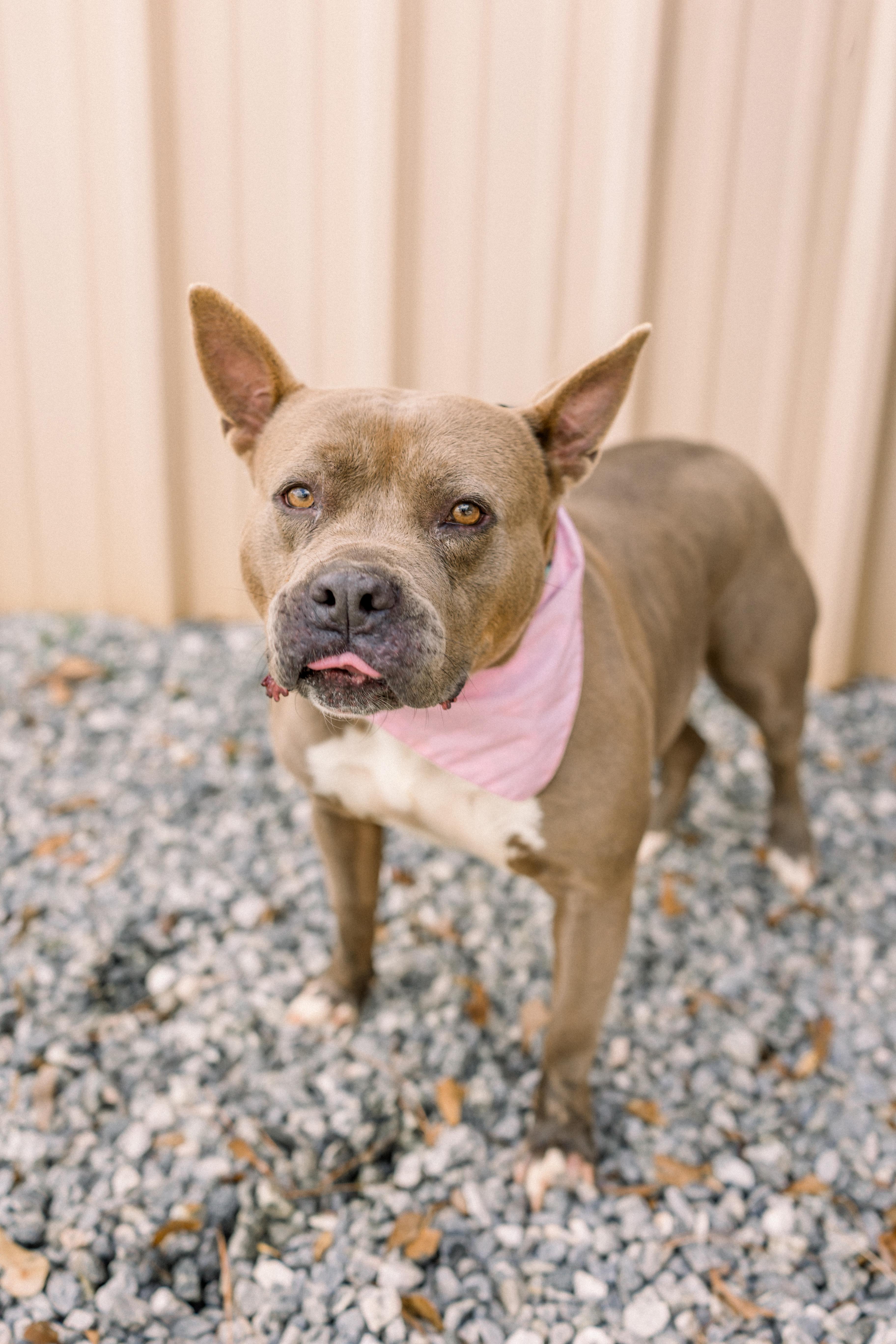Enlarge Gemma, a Adoptable mixed breed in Newborn, GA image 2/6