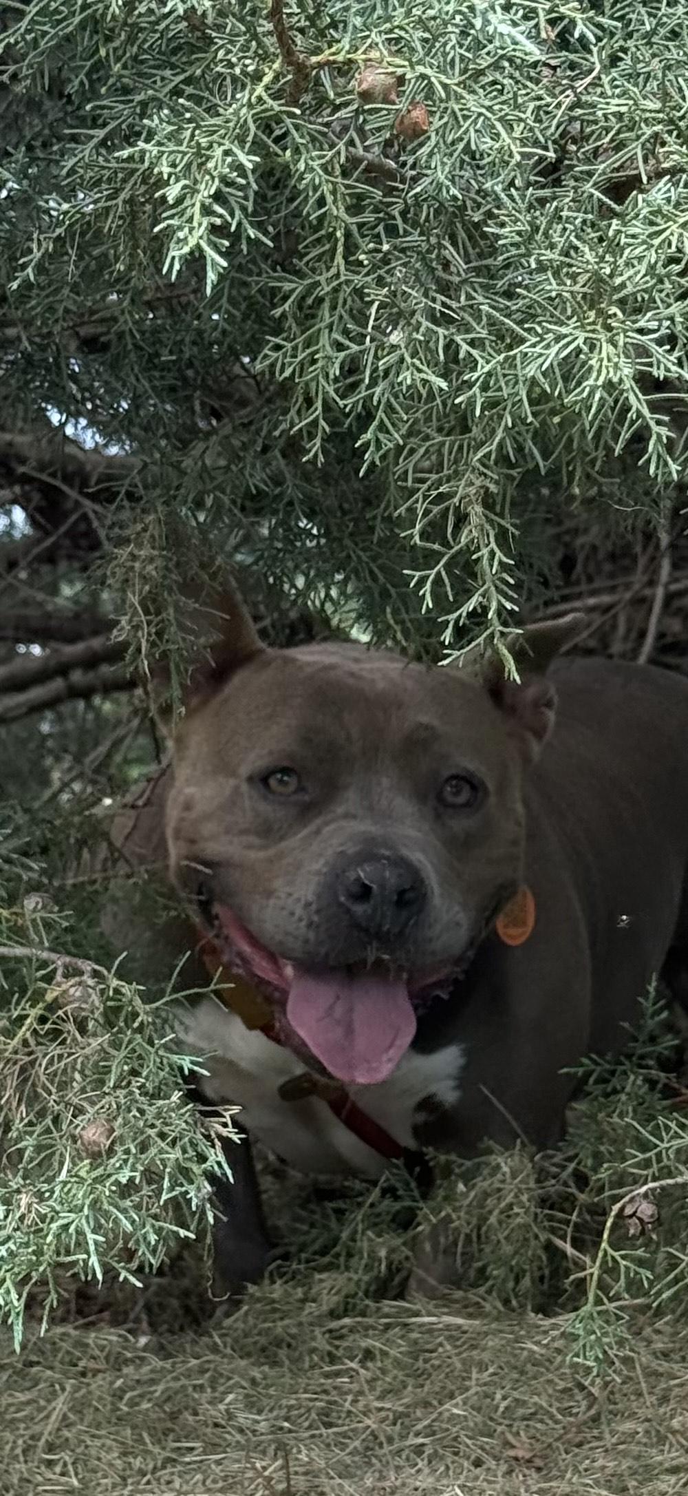 Gemma, Adoptable, Adult Female American Staffordshire Terrier.
