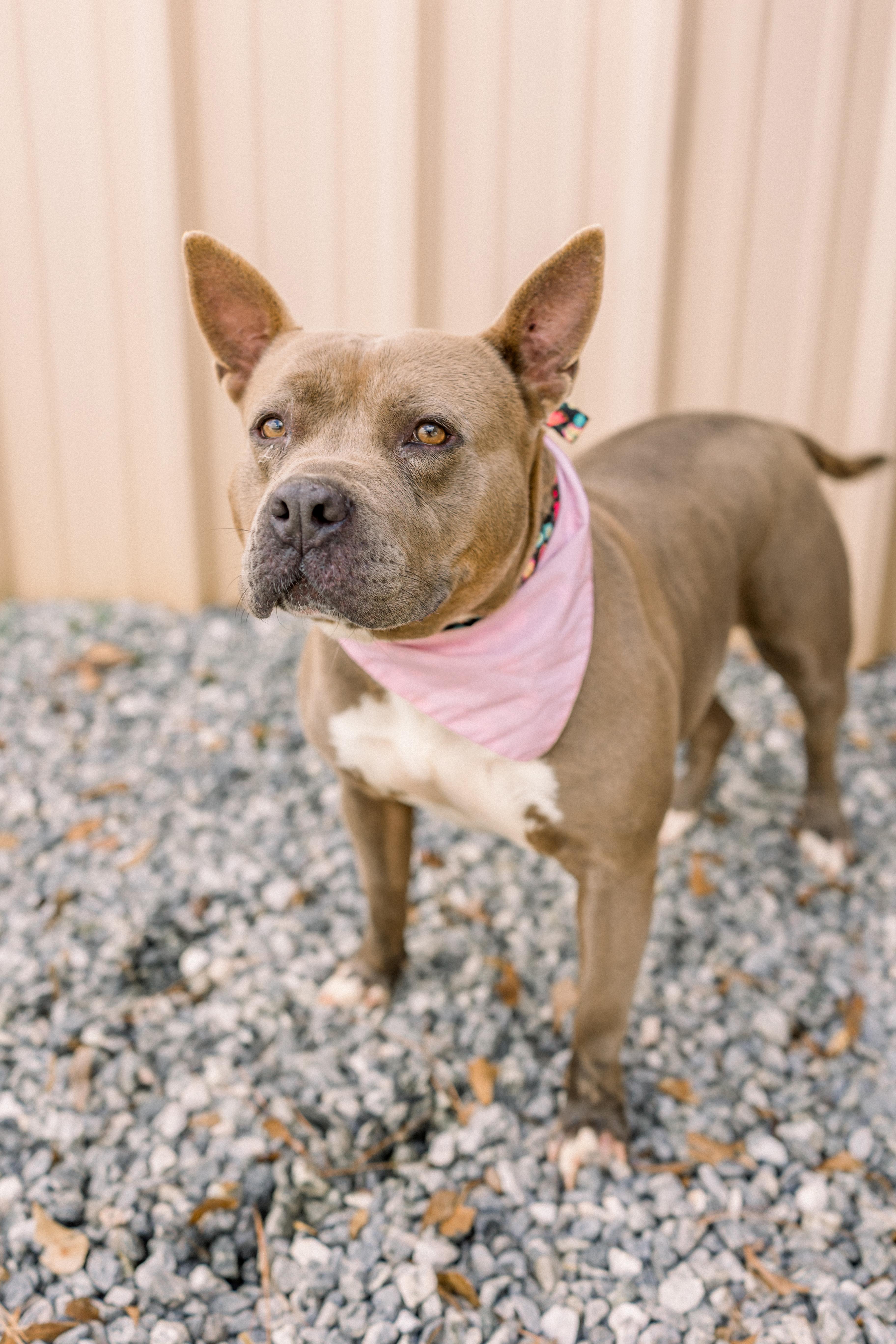 Enlarge Gemma, a Adoptable mixed breed in Newborn, GA image 1/6