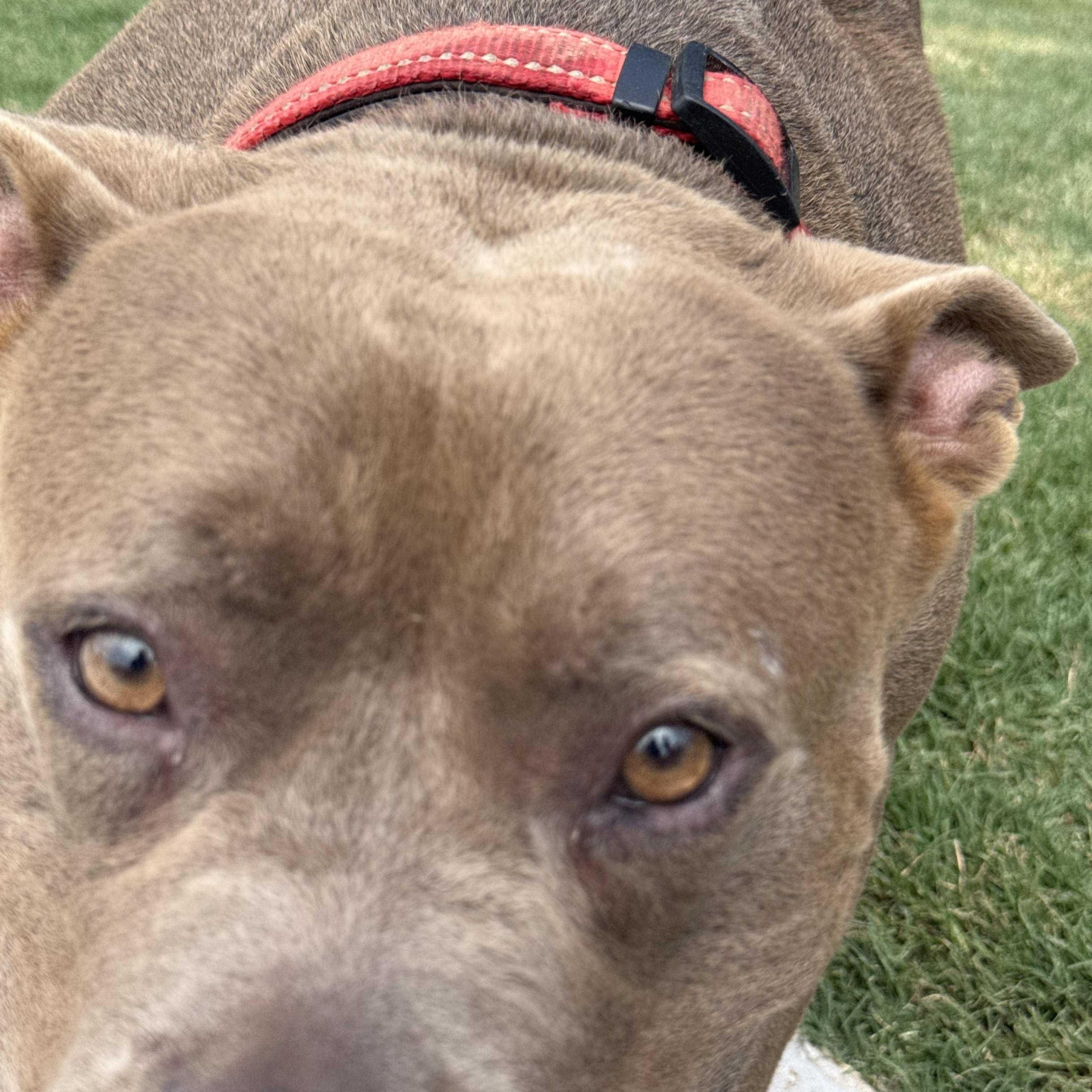 Enlarge Gemma, a Adoptable mixed breed in Newborn, GA image 2/6