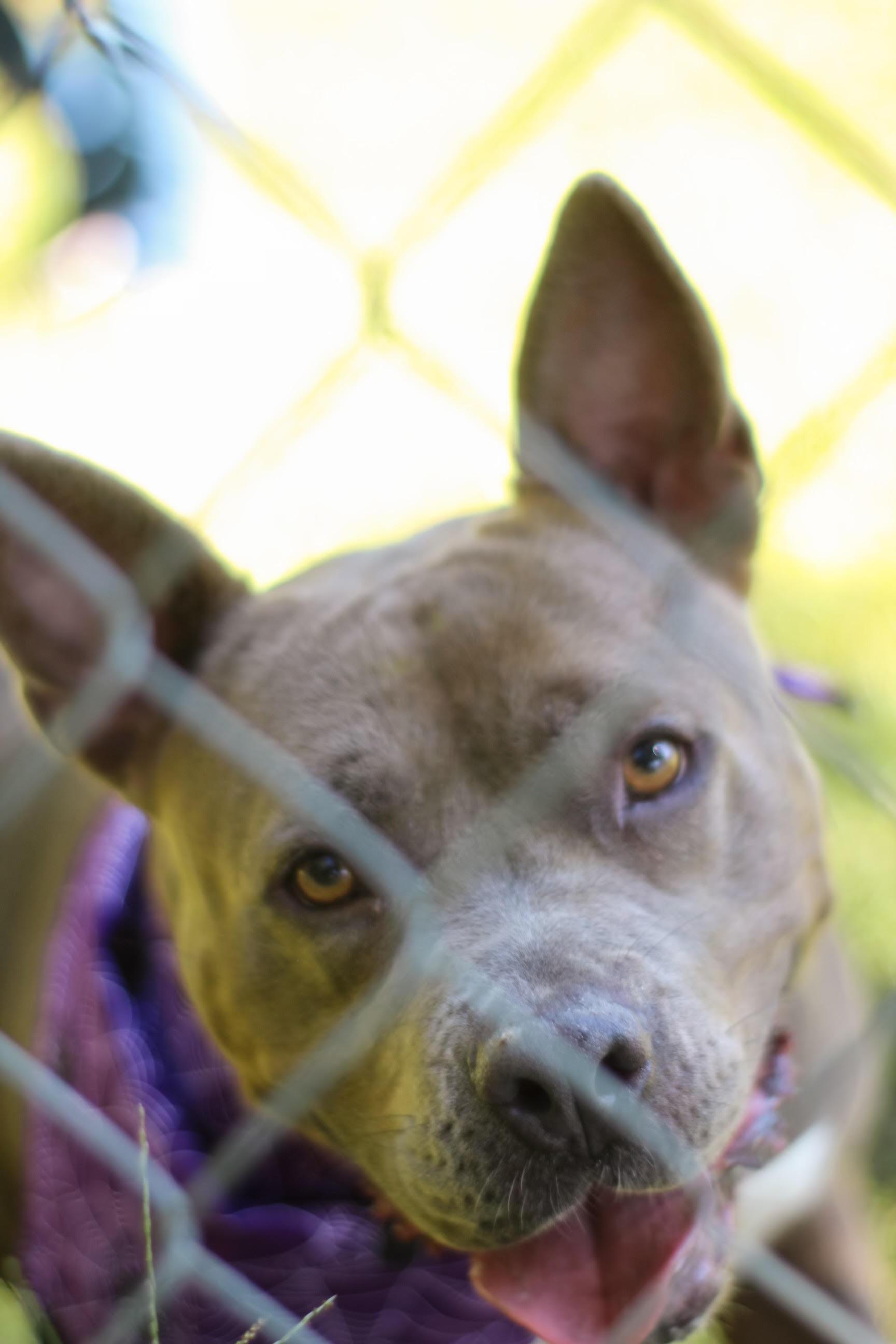 Enlarge Gemma, a Adoptable mixed breed in Newborn, GA image 3/6