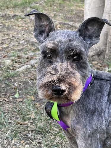 ALAN 1 yr 26 lbs, ADOPTABLE, Adult Male Schnauzer.