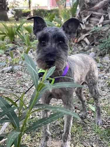 ALAN 1 yr 26 lbs, an adopted mixed breed in Aliso Viejo, CA image 2/4