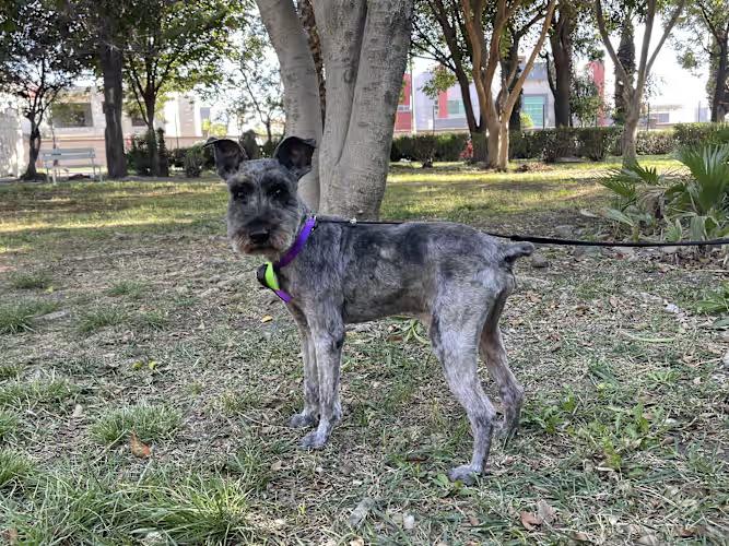 ALAN 1 yr 26 lbs, an adopted mixed breed in Aliso Viejo, CA image 3/4