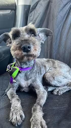 ALAN 1 yr 26 lbs, ADOPTABLE, Adult Male Schnauzer.
