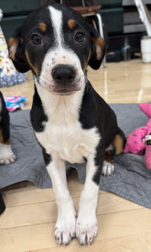Enlarge Wren, a Adoptable Hound in Mechanicsburg, PA image 1/1