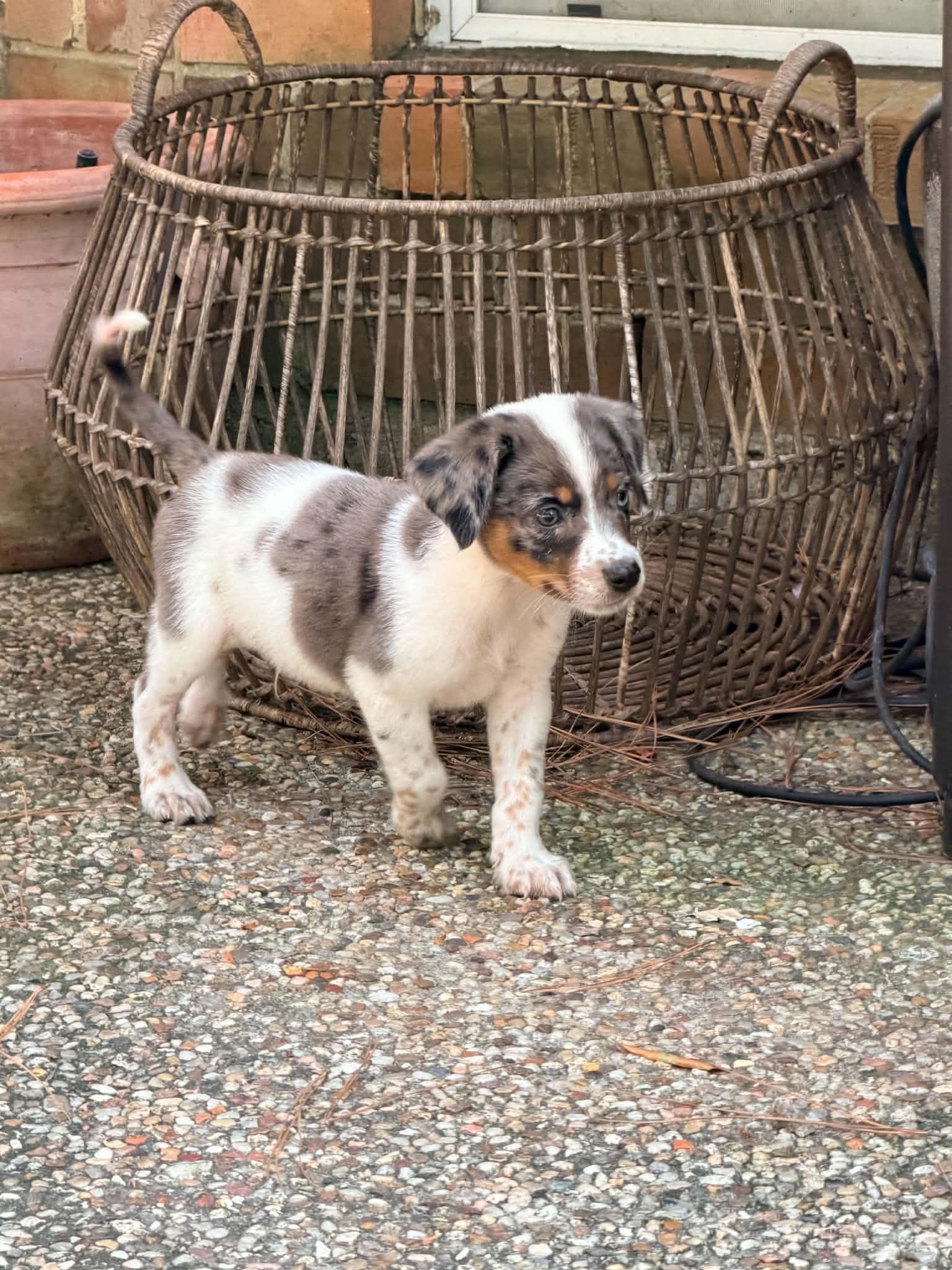 Ricky, an adopted mixed breed in Humble, TX image 3/4