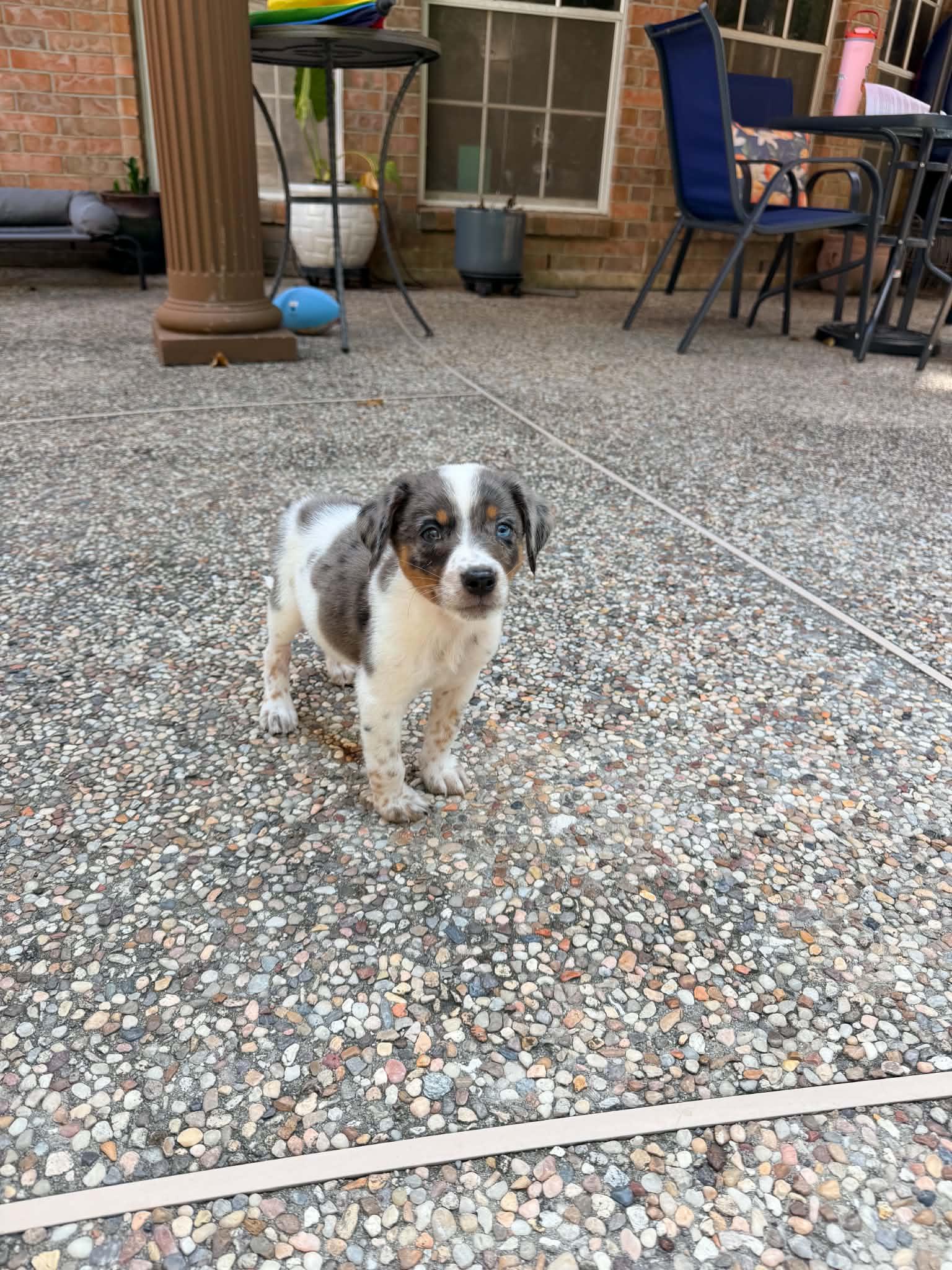 Ricky, an adopted mixed breed in Humble, TX image 2/4