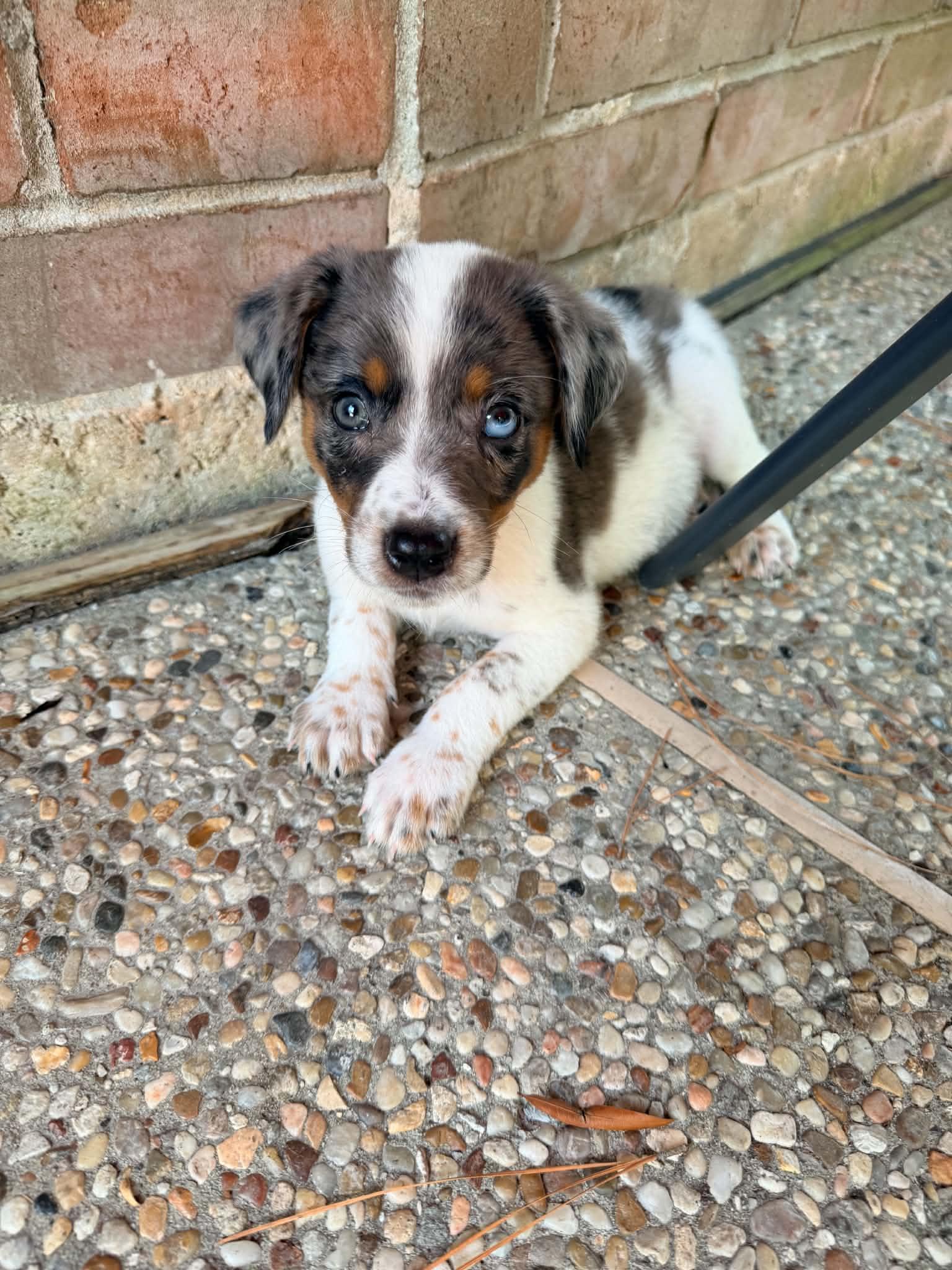 Ricky, adopted, Puppy Male Australian Shepherd & Australian Cattle Dog / Blue Heeler.