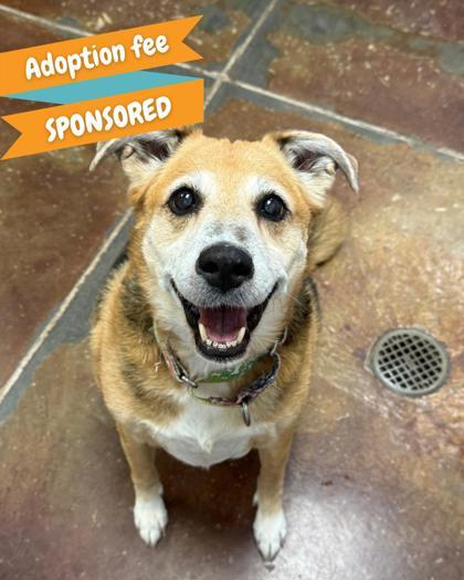 Paisley, adopted, Senior Female Shepherd & Labrador Retriever.