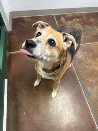 Paisley, an adopted mixed breed in Springfield, MO image 2/3