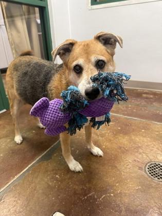 Paisley, an adopted mixed breed in Springfield, MO image 3/3