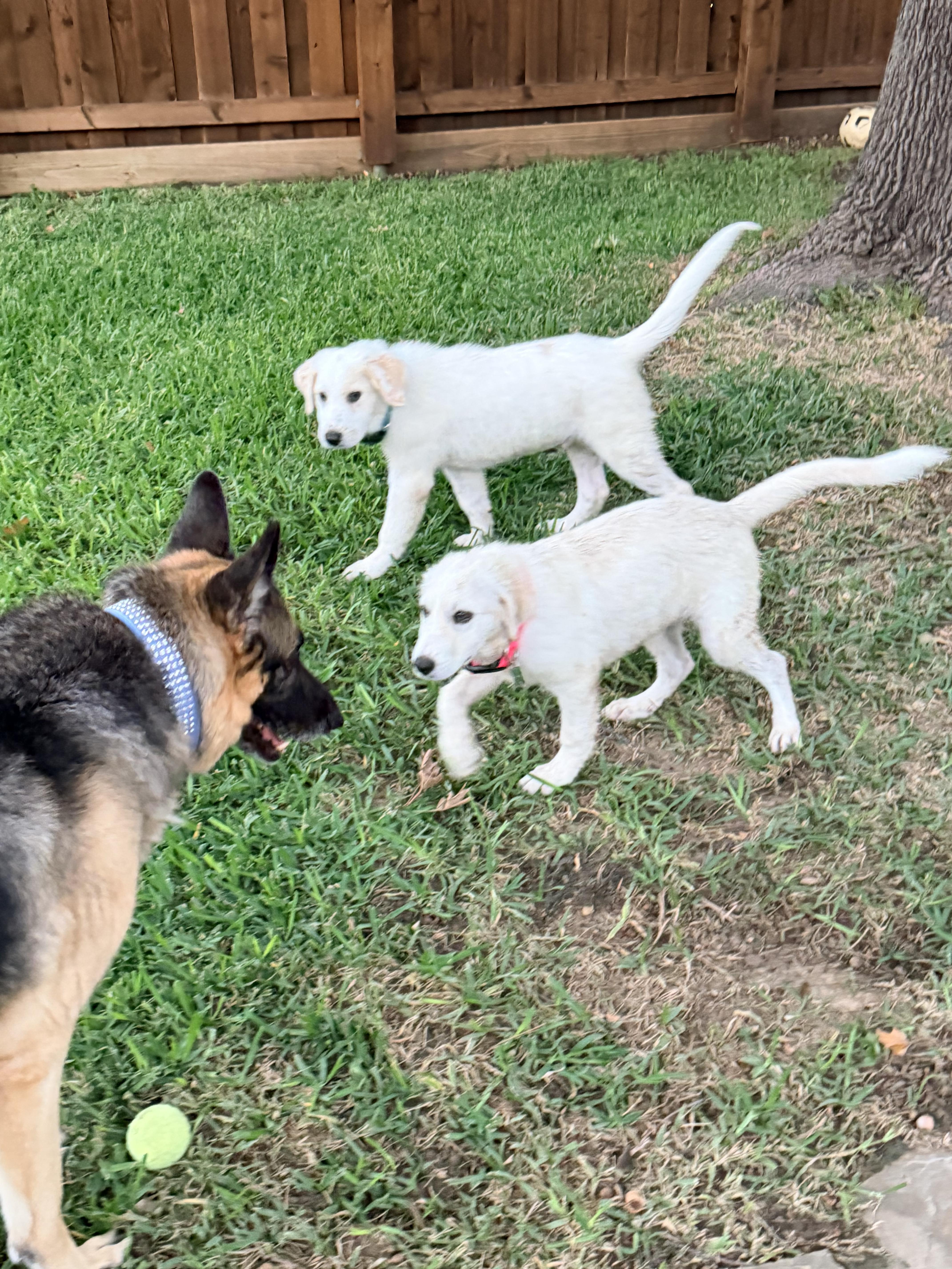 Enlarge Mila, a Adoptable mixed breed in Coppell, TX image 3/3