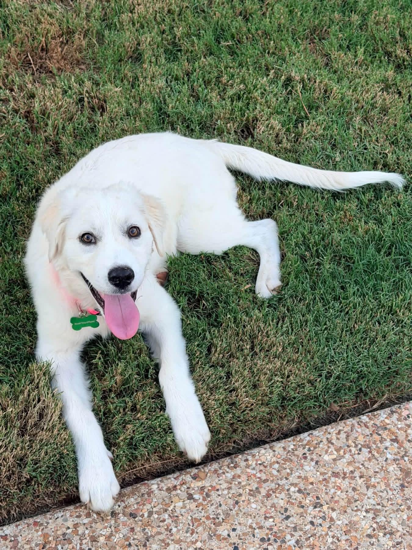 Enlarge Mila, a Adoptable mixed breed in Coppell, TX image 1/3