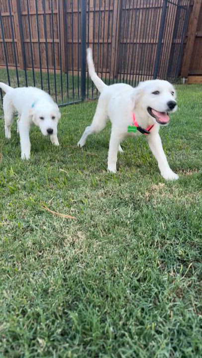 Enlarge Mila, a Adoptable mixed breed in Coppell, TX video 2/3