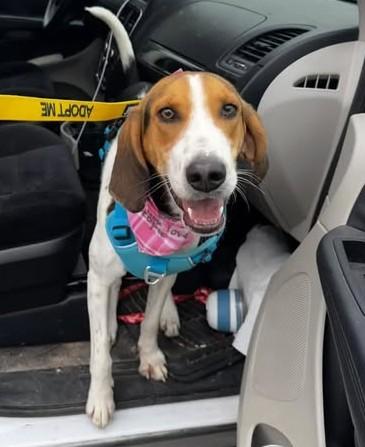 Lilah, a ADOPTABLE Hound in North Myrtle Beach, SC image 5/6