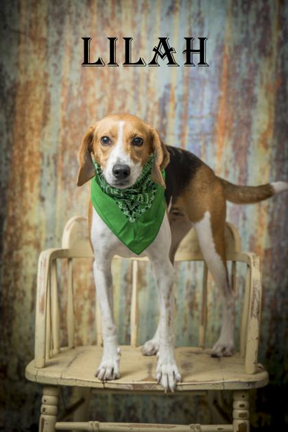 Lilah, ADOPTABLE, Adult Female Hound.