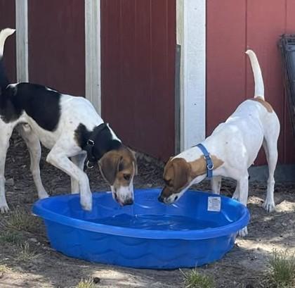 Lilah, a ADOPTABLE Hound in North Myrtle Beach, SC image 6/6