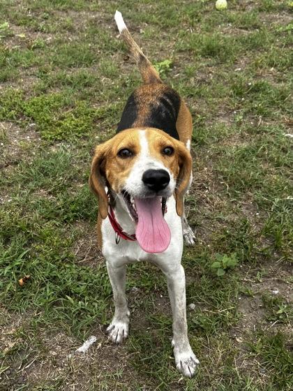 Lilah, a ADOPTABLE Hound in North Myrtle Beach, SC image 2/6