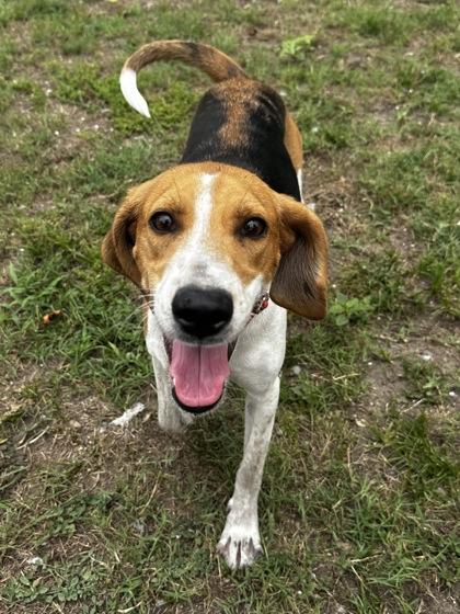 Lilah, a ADOPTABLE Hound in North Myrtle Beach, SC image 3/6