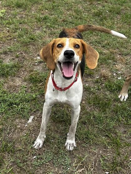 Lilah, a ADOPTABLE Hound in North Myrtle Beach, SC image 4/6