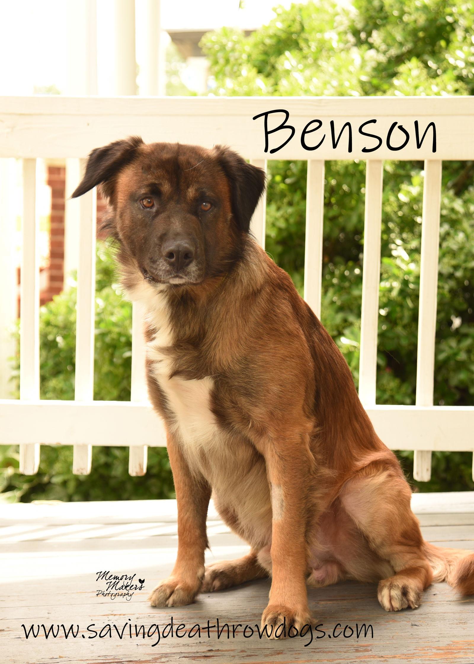 Enlarge Benson, a Adopted Shepherd in Topeka, KS image 1/1