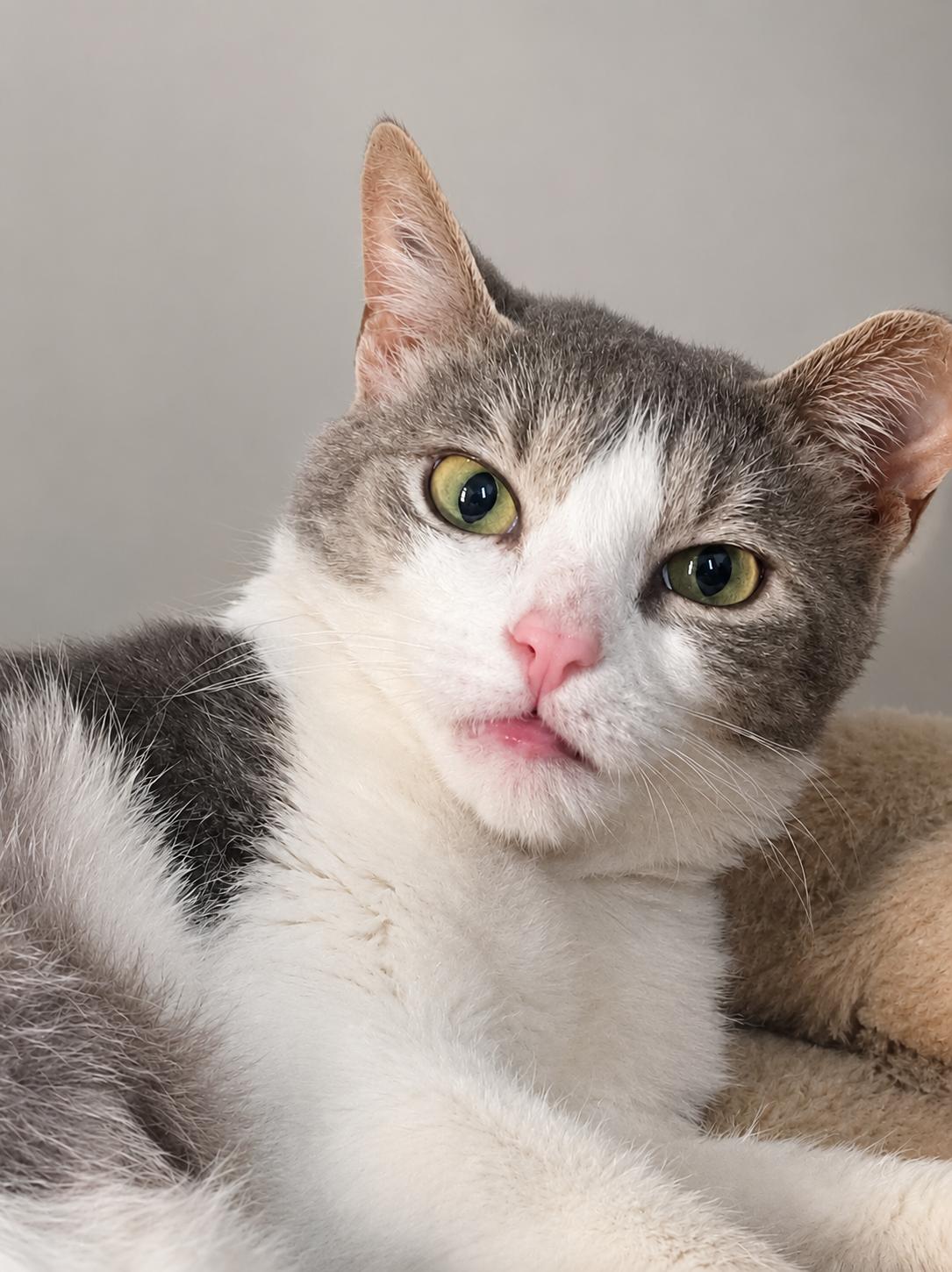Ekerini, ADOPTABLE, Adult Female Domestic Short Hair.
