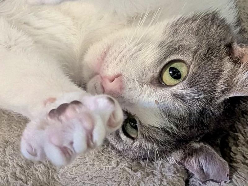 Ekerini, a ADOPTABLE Domestic Short Hair in Alexandria, VA image 3/3