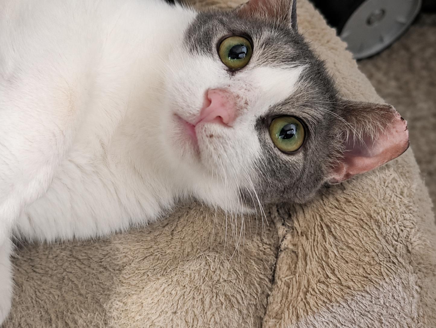 Ekerini, a ADOPTABLE Domestic Short Hair in Alexandria, VA image 2/3