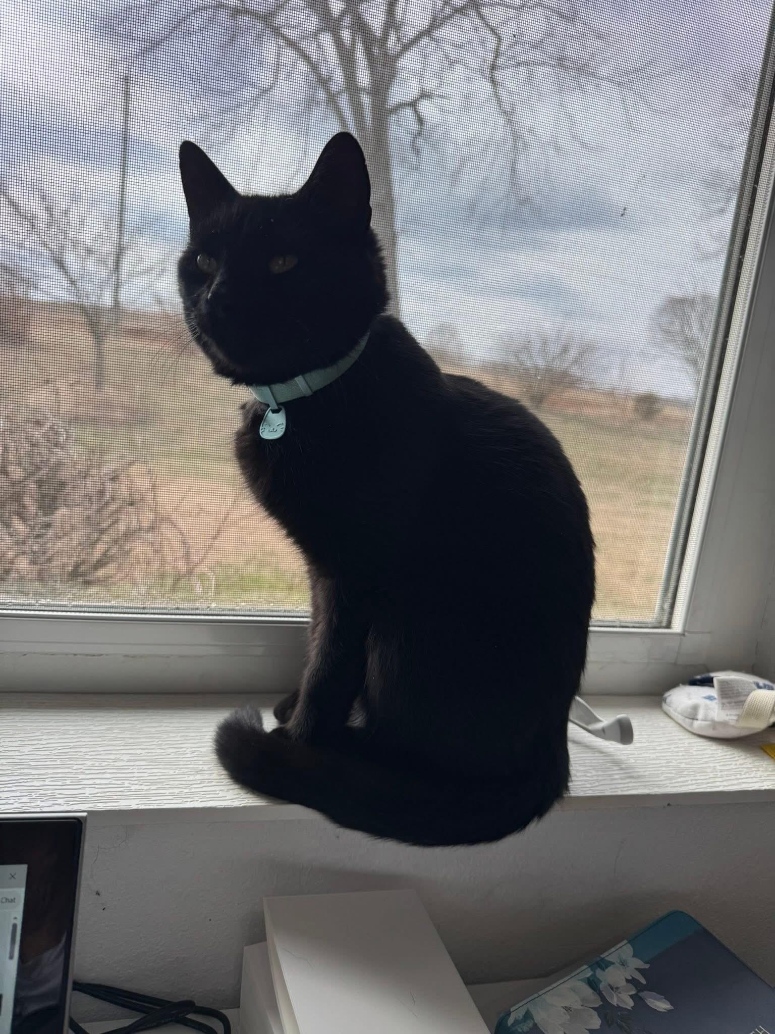 Enlarge Flower, a ADOPTABLE Domestic Short Hair in Allentown, PA image 4/6