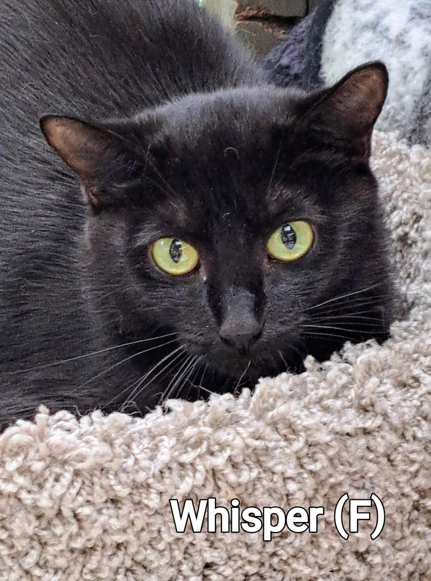 Whisper, an adopted Domestic Short Hair in Maple Ridge, BC_image-1