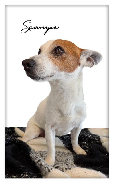 Scampe, ADOPTABLE, Senior Male Rat Terrier.
