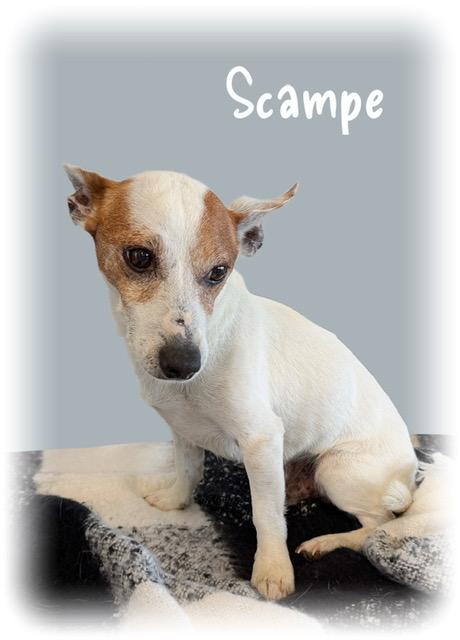 Enlarge Scampe, a ADOPTABLE mixed breed in Tulsa, OK image 5/5
