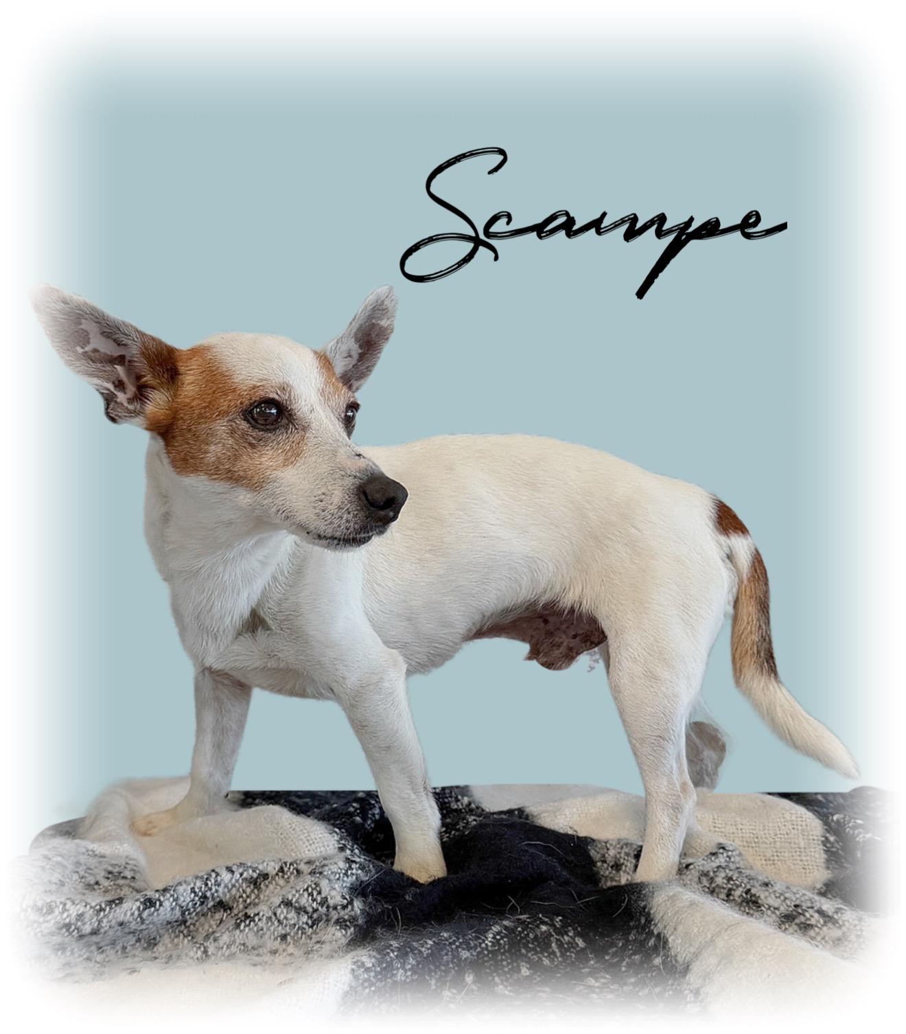Enlarge Scampe, a ADOPTABLE mixed breed in Tulsa, OK image 2/5