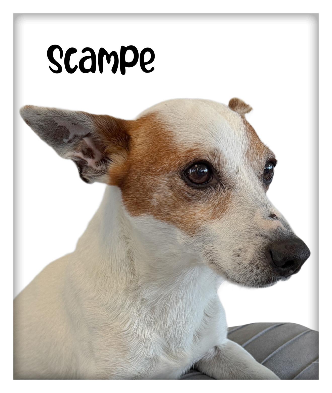 Enlarge Scampe, a ADOPTABLE mixed breed in Tulsa, OK image 3/5