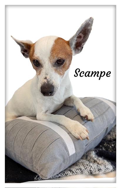 Enlarge Scampe, a ADOPTABLE mixed breed in Tulsa, OK image 4/5