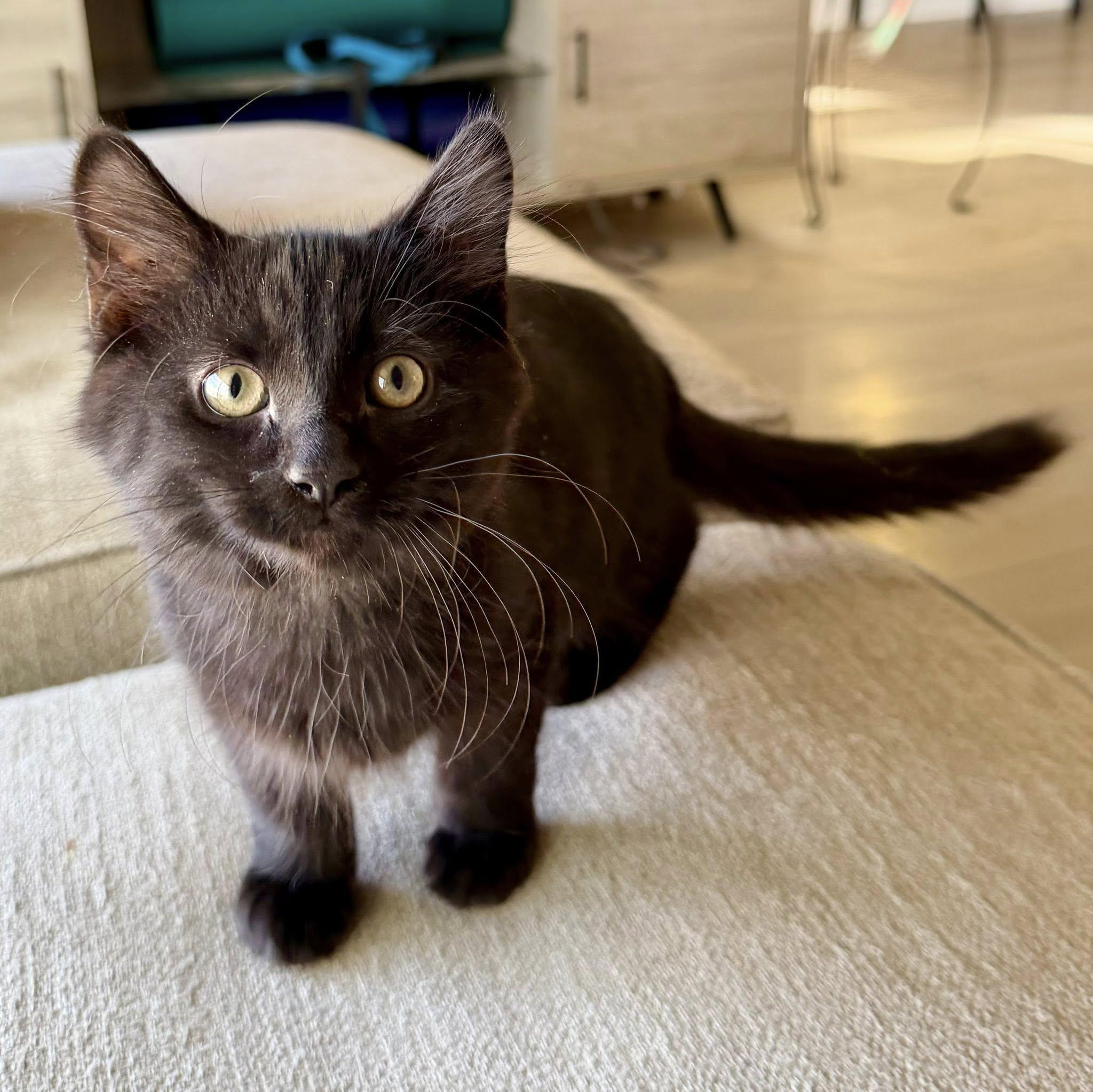 Enlarge Malachi, a Adoptable Domestic Short Hair in Queen Creek, AZ image 4/5