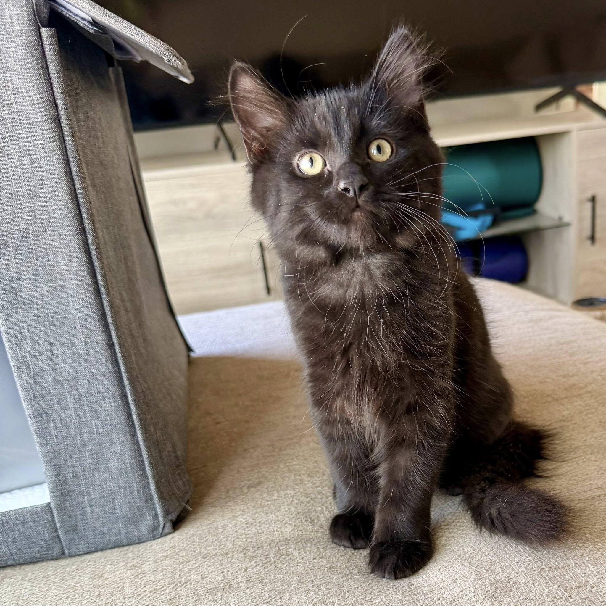 Enlarge Malachi, a Adoptable Domestic Short Hair in Queen Creek, AZ image 2/5