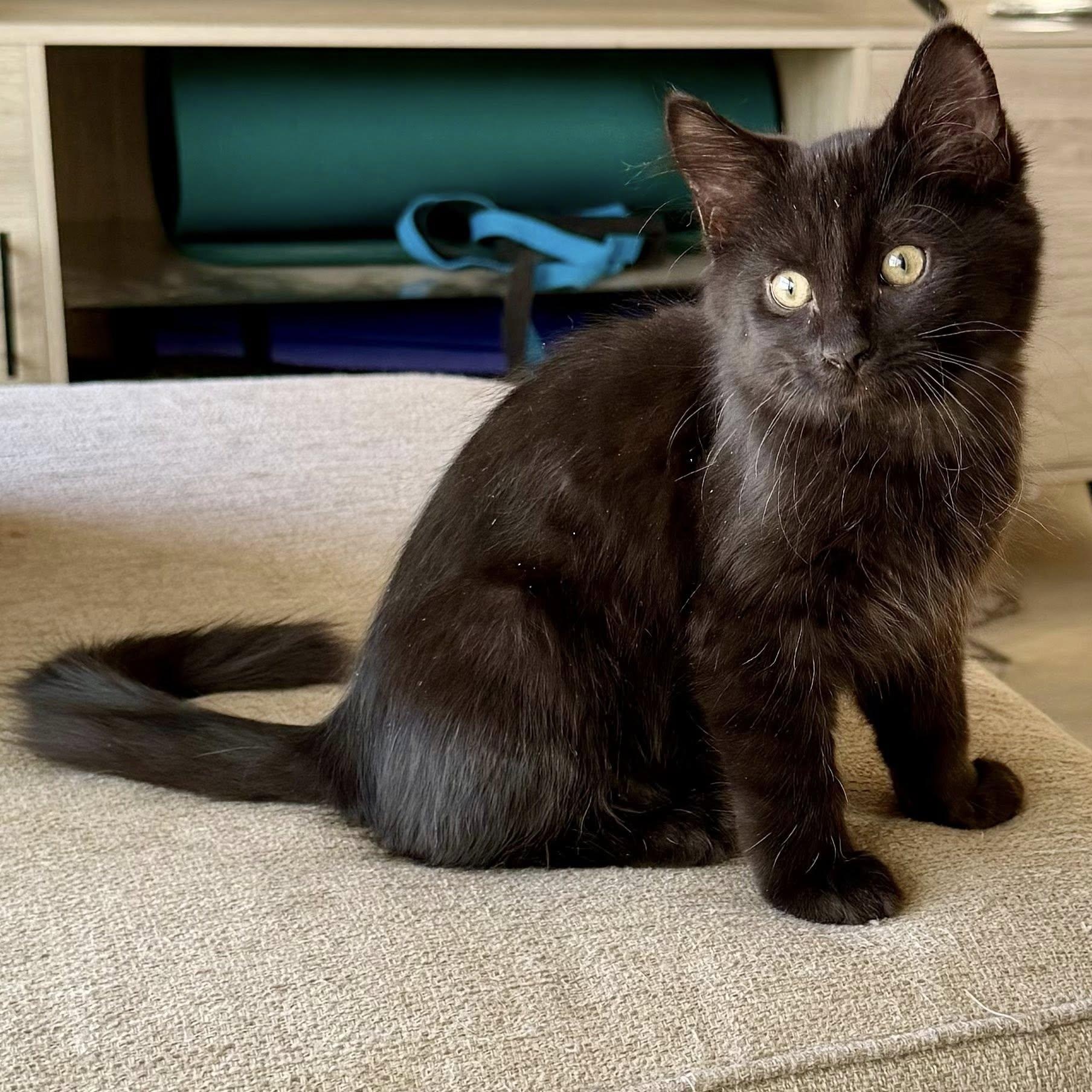 Enlarge Malachi, a Adoptable Domestic Short Hair in Queen Creek, AZ image 3/5