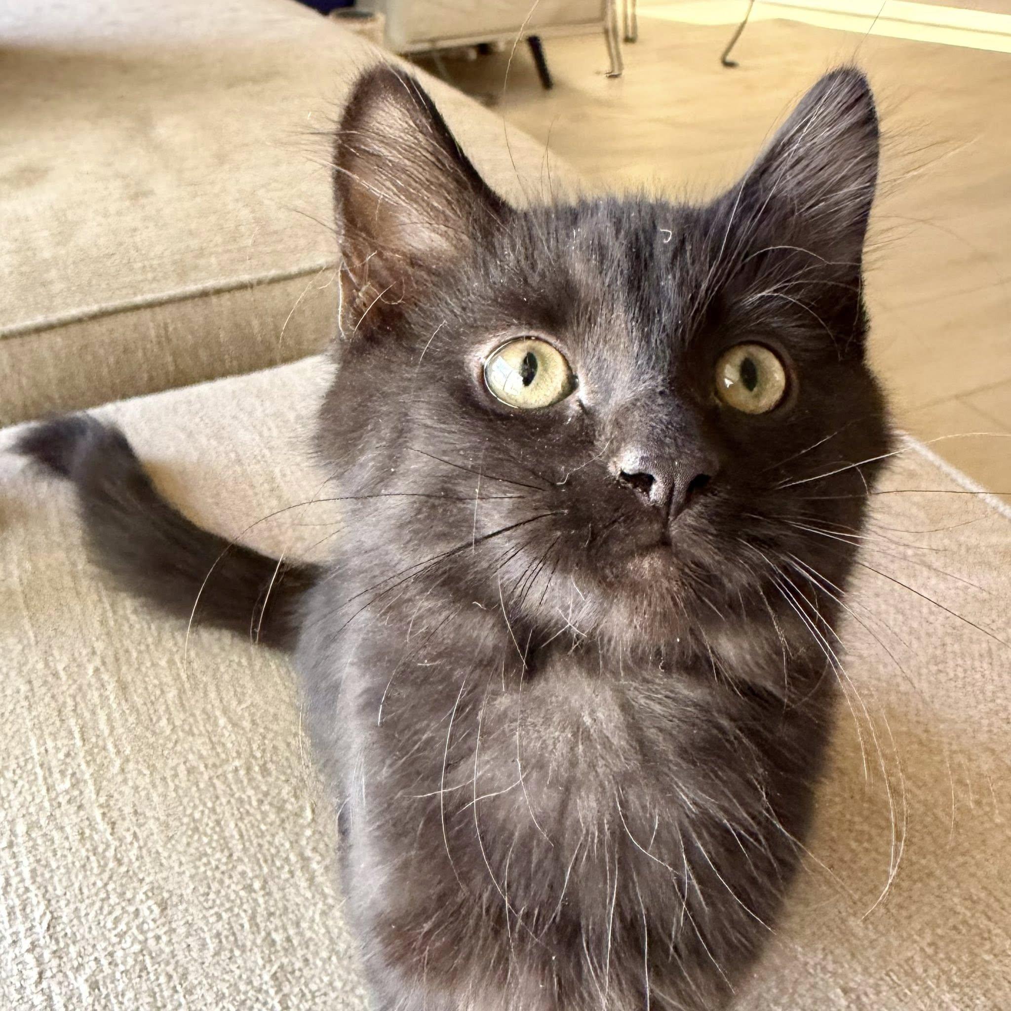 Enlarge Malachi, a Adoptable Domestic Short Hair in Queen Creek, AZ image 5/5